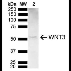 Wnt3 Antibody, Novus Biologicals 100 &mu;g | Buy Online | Novus Biologicals | Fisher Scientific